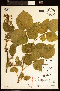 Rubus rosa image