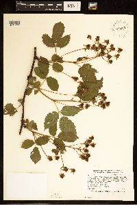 Rubus rosa image