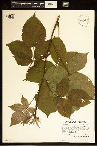 Rubus rosa image