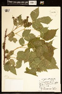 Rubus rosa image