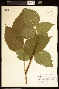 Rubus rosa image
