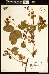 Rubus rosa image