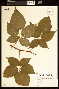 Rubus rosa image