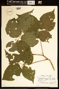 Rubus rosa image