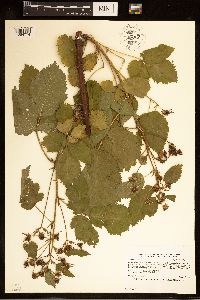 Rubus rosa image