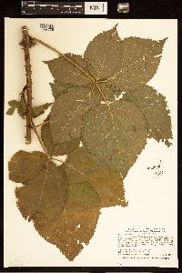 Rubus rosa image