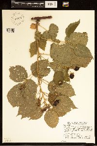 Rubus rosa image
