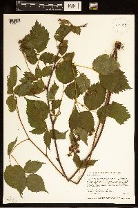 Rubus alumnus image