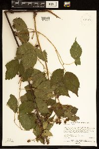 Rubus alumnus image
