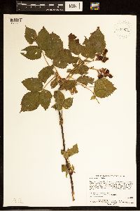 Rubus alumnus image