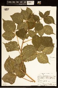 Rubus alumnus image