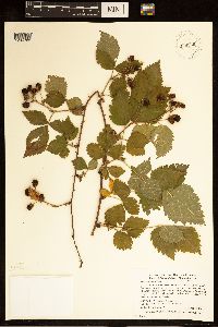 Rubus alumnus image
