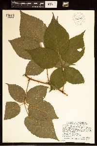 Rubus alumnus image