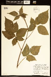 Rubus alumnus image