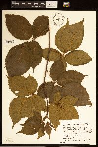Rubus alumnus image