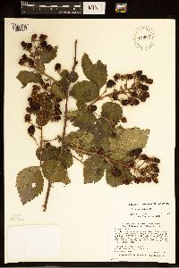 Rubus alumnus image