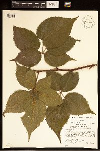 Rubus alumnus image