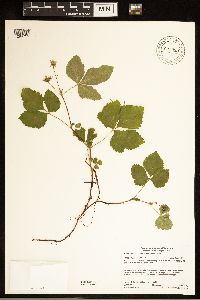 Rubus arcticus subsp. acaulis image