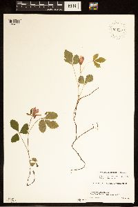 Rubus arcticus subsp. acaulis image