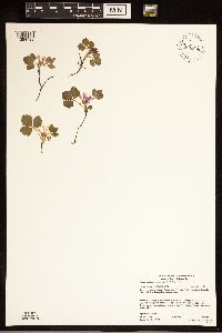 Rubus arcticus subsp. acaulis image