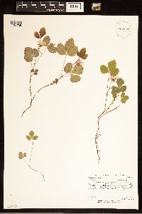 Rubus arcticus subsp. acaulis image