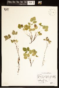 Rubus arcticus subsp. acaulis image