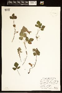 Rubus arcticus subsp. acaulis image