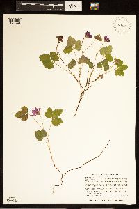 Rubus arcticus subsp. acaulis image
