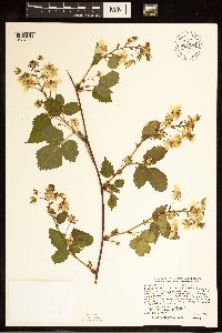 Rubus canadensis image