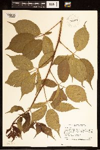 Rubus canadensis image