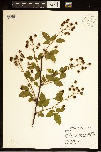 Rubus canadensis image