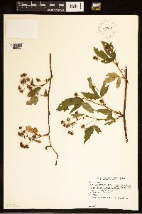 Rubus canadensis image