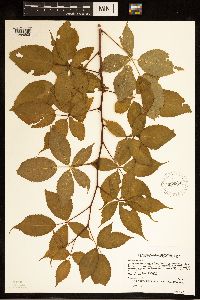 Rubus canadensis image