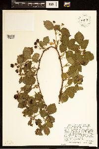 Rubus ferrofluvius image