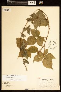 Rubus heterophyllus image