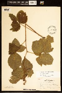 Rubus heterophyllus image