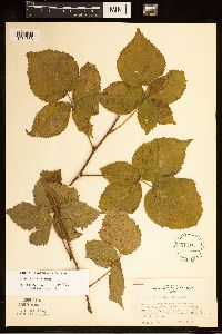 Rubus heterophyllus image