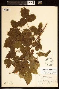 Rubus heterophyllus image