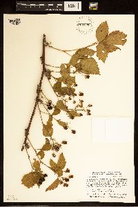 Rubus satis image