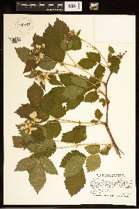 Rubus satis image