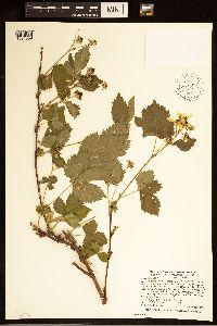 Rubus satis image