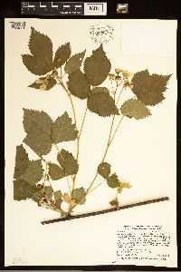 Rubus satis image