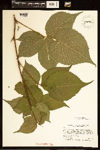 Rubus satis image