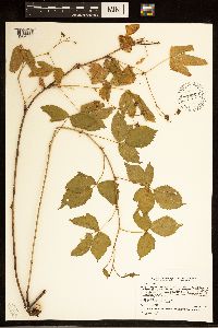 Rubus steelei image