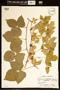 Rubus steelei image