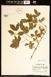Rubus steelei image