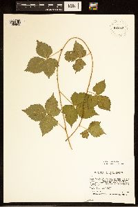 Rubus steelei image