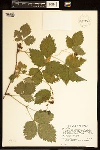 Rubus steelei image