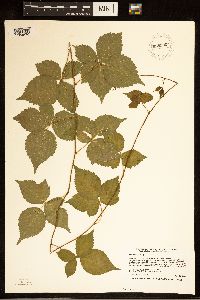 Rubus steelei image