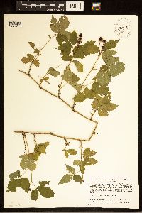 Rubus steelei image